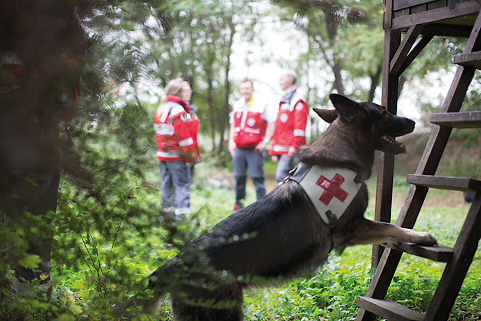 DRK - Rettungshundearbeit